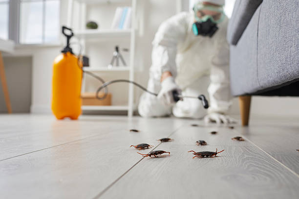 Commercial Rodent Management in O'Neill